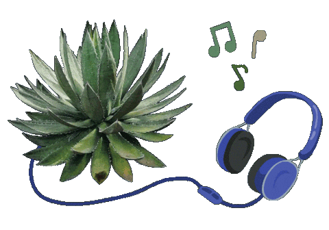Mexico Musica Sticker by Santa Sabia Media