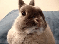Billy the Bodacious Bunny Shows Off His Ridiculous Moves
