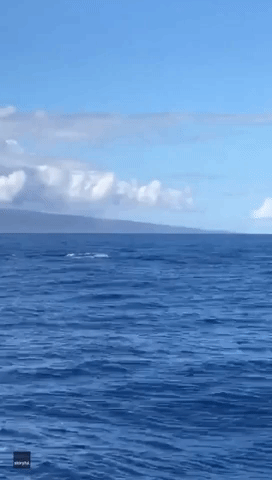 Hawaii Boaters Dazzled as Whale and Calf Leap Out of Water at Same Time