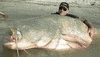 man swimming GIF