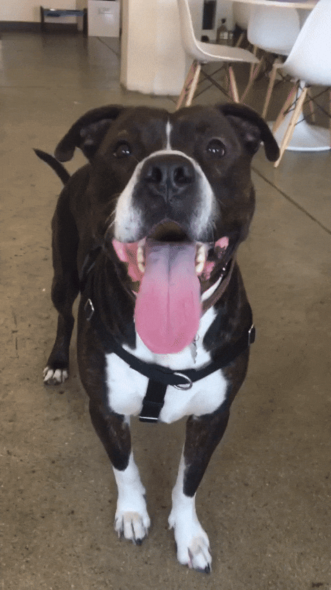 Dog Smile GIF by KeepUpWithJazAndYumi