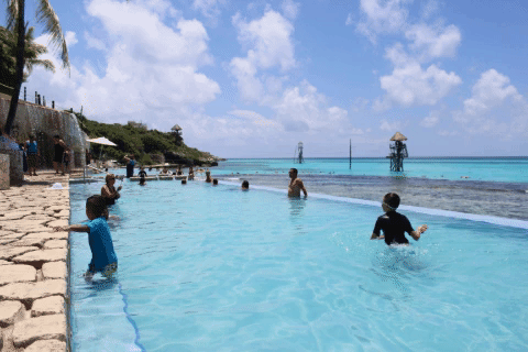 GIF by Dolphin Discovery