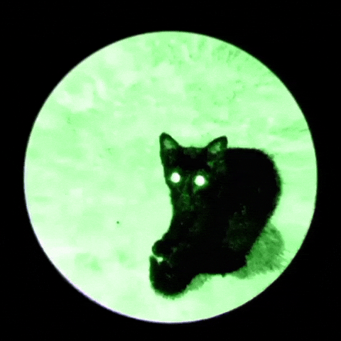 sw3v3nz cat horror green cats GIF