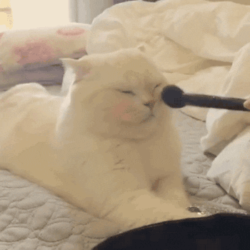 Video gif. White cat appears unbothered while someone feathers a blush brush on its cheeks.