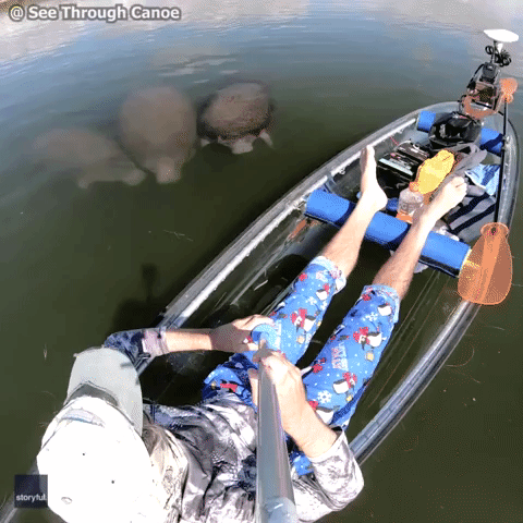 Manatees 'Mesmerized' by Man Floating in See-Through Canoe
