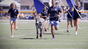 coschoolofmines football animal running best GIF
