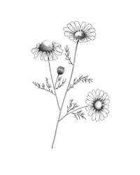 Natural Beauty Sticker by thepuristcollection