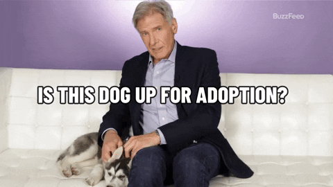 Harrison Ford Dog GIF by BuzzFeed