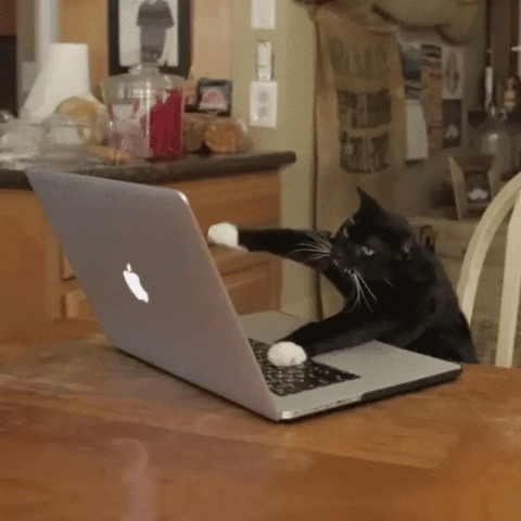Video gif. A cat sits at a table in front of a laptop, banging its little arms on the keyboard as if it were furiously typing.