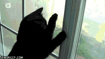 Cats Windows GIF