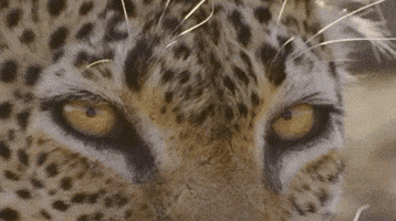 NHMLAC cat nature history museum GIF
