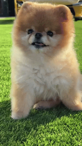 Kroshka Sp3 GIF