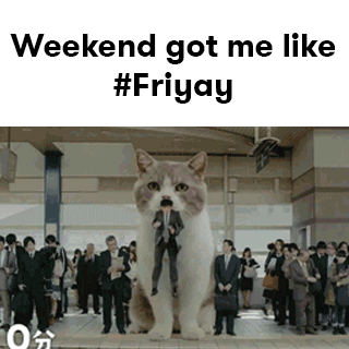 Cat Friday GIF by Jimmy Joy