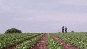 channelseed agriculture corn farmer farming GIF