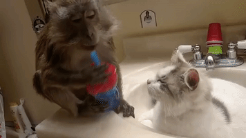 Pet Monkey Enjoys Grooming Cat