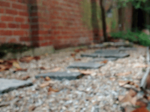 sanfoh giphyupload cat nature water GIF