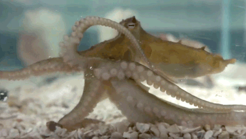 two spot octopus ocean GIF by University of California
