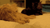 Cat Lion GIF