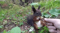 Squirrel Freezes After Feeding On Fresh Snacks