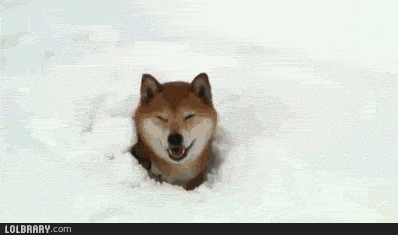 doge wow GIF