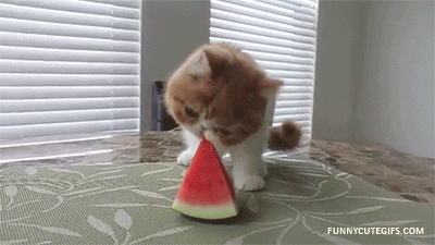 cat watermelon GIF