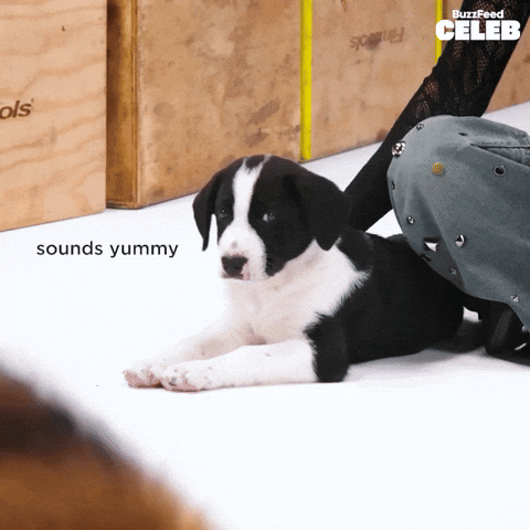 Girl Group Puppy GIF by BuzzFeed