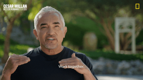 Dogwhisperer GIF by National Geographic Channel