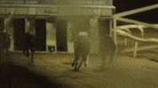 dogs greyhounds GIF by NOWNESS