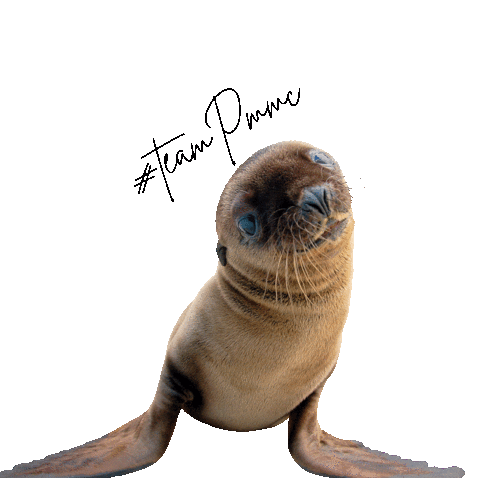 pacificmmc animal rescue laguna beach sealion pmmc Sticker