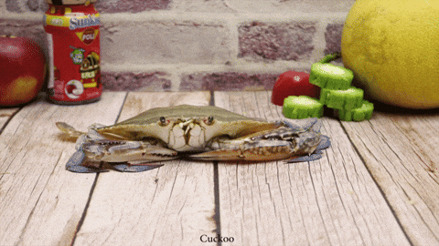 Crab Cooking GIF by UnusualCooking