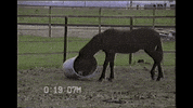 fail trash can GIF by AFV Pets