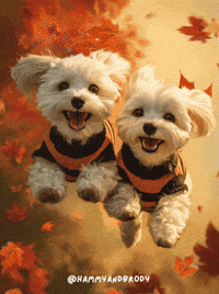 Dog Fall GIF by HammyandBrody