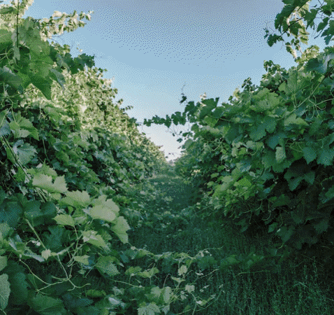 minimum_wines giphygifmaker GIF