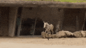 ARTIS_amsterdam zebra artis artisamsterdam GIF