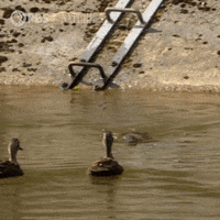 Pbs Nature Wildlife GIF by Nature on PBS