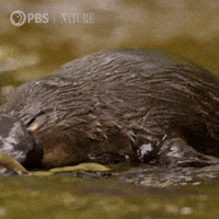 Close Up Wildlife GIF by Nature on PBS