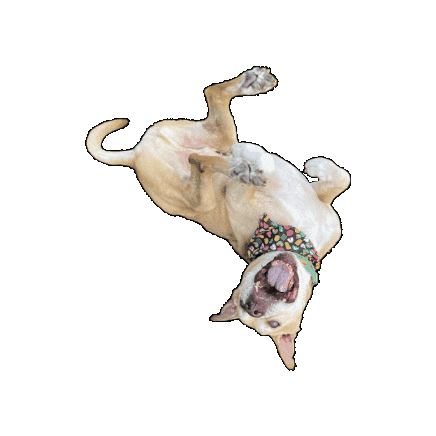 Lucky Charms Senior Dog Sticker by Geekster Pets