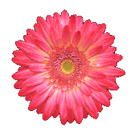 Gerbera Sticker by Jardín de las Delicias Festival