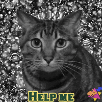hyperrpg cat twitch weird help GIF