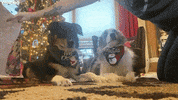 How To Wrap A Border Collie For Christmas GIF by ViralHog