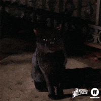 Movie gif. Omri Katz as Max in Hocus Pocus stands outside in the dark and talks to Vinessa Shaw as Allison, saying, "It talks." Then we cut to a black cat that says, "Witches can't set foot here."