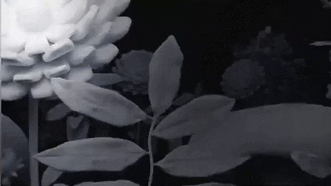 camilavenegasb4f9 giphygifmaker djpho camila venegas camilapez GIF