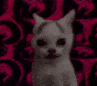 Cat Staring GIF