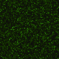 jamming visual performance GIF by Feliks Tomasz Konczakowski