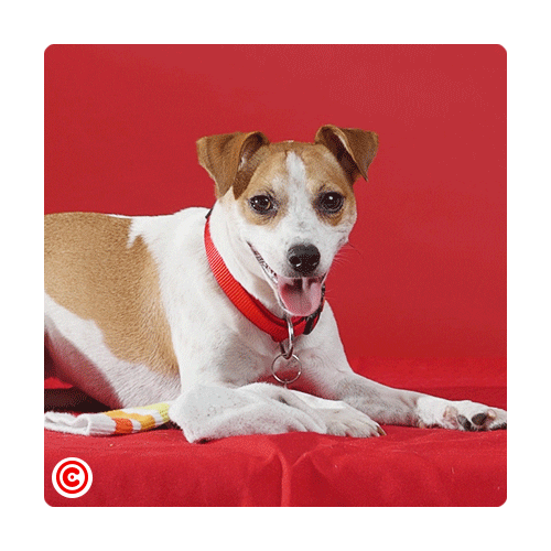 Feiradosanimais GIF by Continente