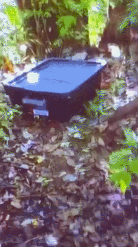 4Patriots giphyupload GIF