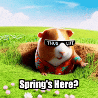 Guinea Pig Spring GIF by Guinea Gambino