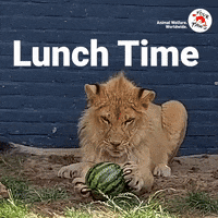 Hungry Lunch GIF by FOUR PAWS