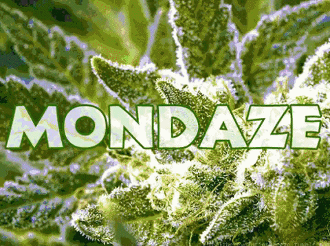 marijuana GIF by WeedFeed