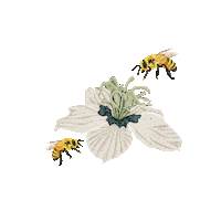 Bees Squeeze Sticker by El Nahl